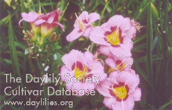 Daylily Taunus Pink Candy
